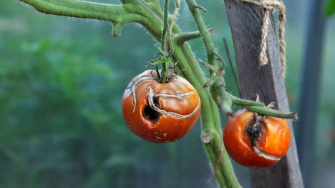 گوجه فرنگی بر روی شاخه که بیماری سوختگی گوجه فرنگی دارد