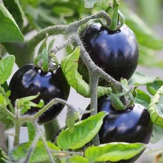 گوجه فرنگی سیاه زیبا تازه