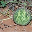 هندوانه ابوجهل نیجریه روی خاک