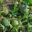هندوانه ابوجهل نیجریه در خاک