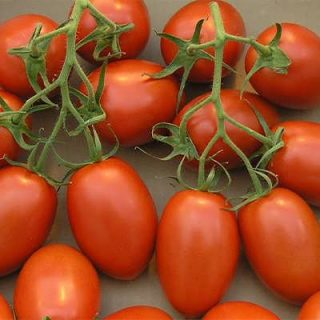گوجه فرنگی روم تازه