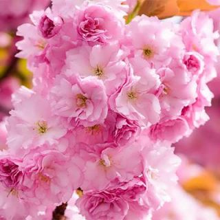 گل ساکورای ژاپنی