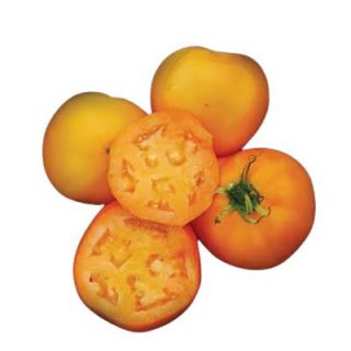 گوجه فرنگی سان ری