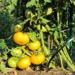 گیاه گوجه آزویچکا