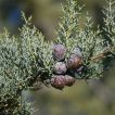 میوه سرو سیمین (سرو نقره ای)