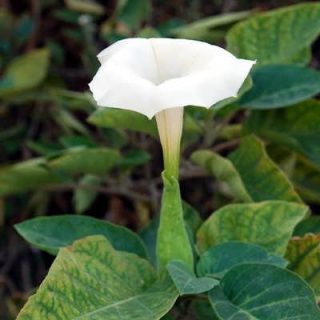 گل داتورا متیل