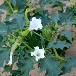 گل تاتوره سفید (داتورا استرامونیوم)