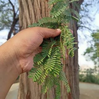 کهور ایرانی در درست