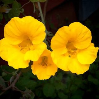 گل لادن - زرد