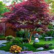 درخت افرا ژاپنی در حیاط