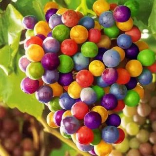 انگور رنگين كمان