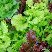 سبزیجات سالاد میکس ارگانیک