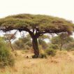 درخت آکاسیا چتری ارگانیک