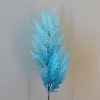 گل پامپاس گراس آبی