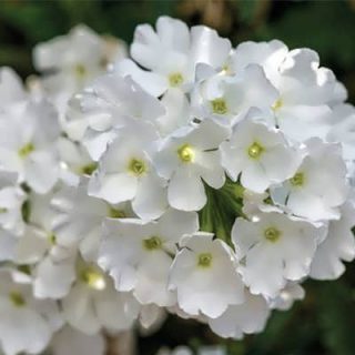 گل شاهپسند سفید