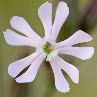 گل سیلن سفید