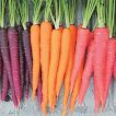 هویج رنگی میکس ارگانیک