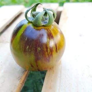 گوجه فرنگی واگنر سبز آبی