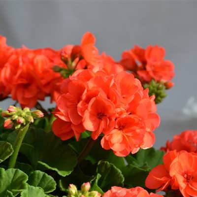 شمعدانی نارنجی