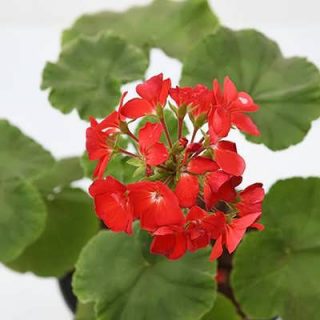 شمعدانی نارنجی گیاه