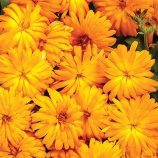 گل همیشه بهار زرد و نارنجی