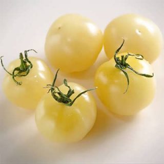 گوجه چری سفید از روبرو