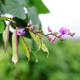 گل لوبیا پیچک لابلاب