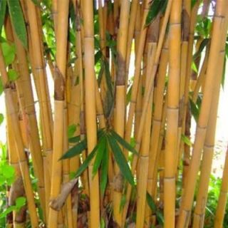 بامبو طلایی از نزدیک