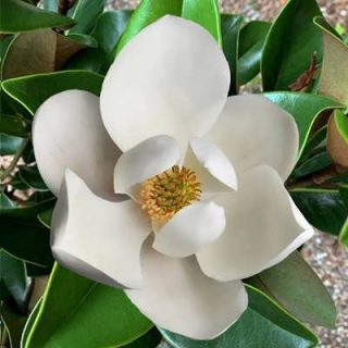 گل مگنولیا سفید