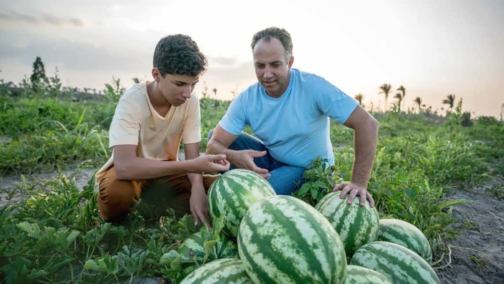 پدر و پسر در حال کاشت هندوانه در مزرعه