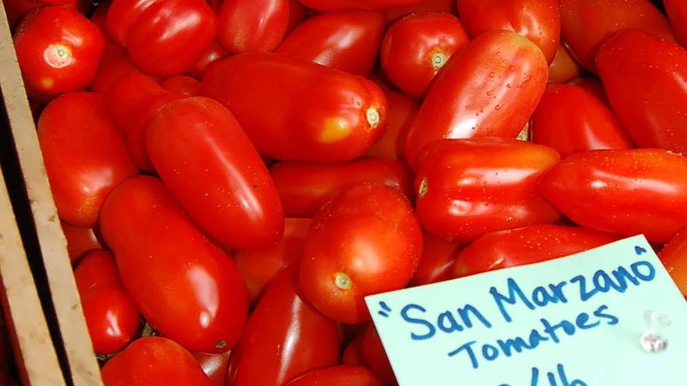 گوجه فرنگی سان مارزانو برداشت شده تازه