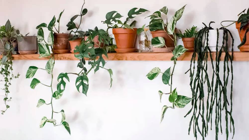 گیاهان آپارتمانی در گلدان روی دیوار