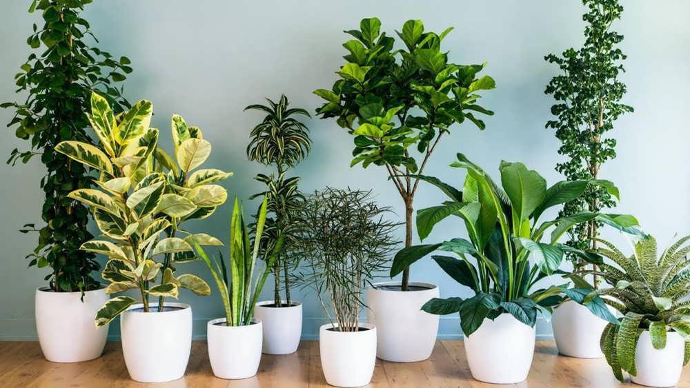 گیاهان آپارتمانی در گلدان