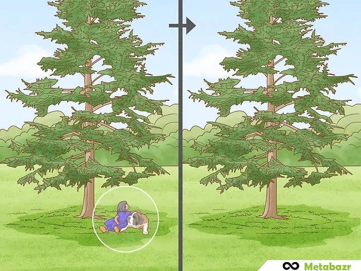 محیط اطراف درخت را پاکسازی کنید