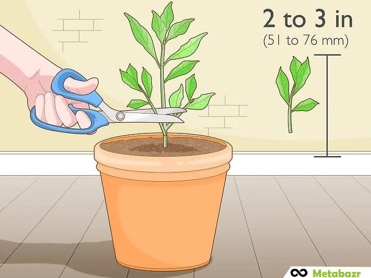 قلمه ای از ریشه ببرید