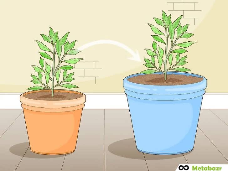 تعویض گلدان برای رشد بهتر ریشه