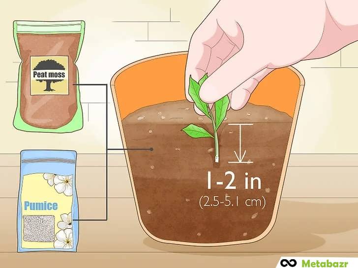 قلمه را درون مخلوط پیت ماس و پومیس فرو کنید