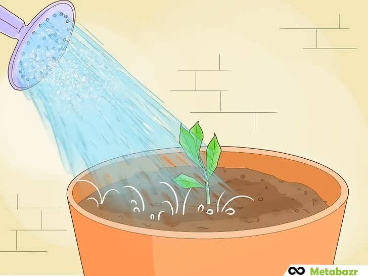 مخلوط اطراف قلمه را آبیاری کنید تا رشد ریشه تحریک شود