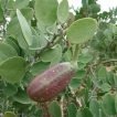 میوه کور گوشتی روی درخت