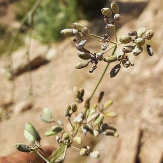 گل سازو واش البرزی