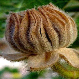 غنچه ابوتیلون جنوبی