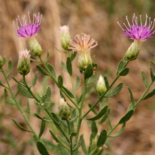 شکوفه تلخه گیجه
