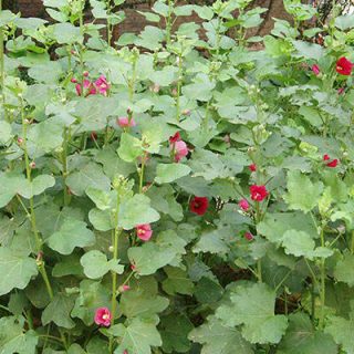 بوته ختمی گوشه دار