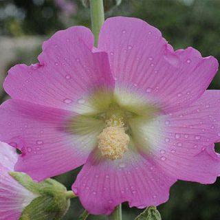 ختمی گوشه دار