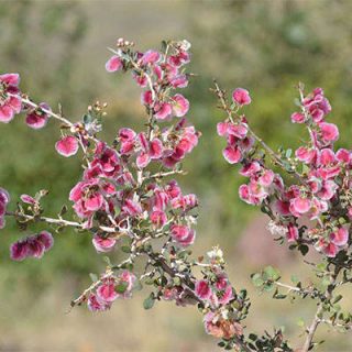 گل کاروان کش