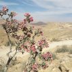 کاروان کش حدر بیابان