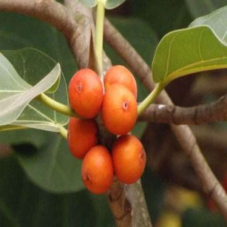میوه انجیر بنگالی