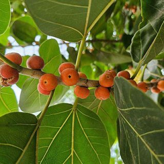انجیر بنگالی روی شاخه