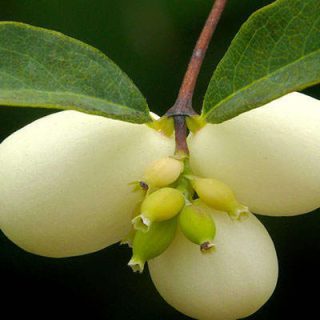 مروارید سفید