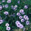 شاخه و برگ کاسنی دارت